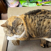 置いてすぐにバリバリ&まったり♪ストティッシュストレートのMillieちゃん