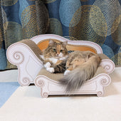 ベビーの頃からカリカリーナがお気に入り♪ミヌエットのちゃこちゃん