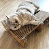 PONTEを2個並べてベッドに♪ミヌエットのひめちゃん