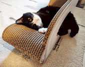 Basicを独り占め♪末っ子のラムちゃん