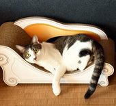 Basicでくつろぐ、キジ白のプチちゃん