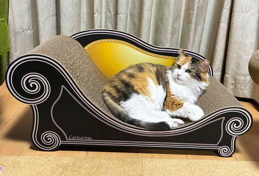 箱から出すとすぐに爪とぎ♪サイベリアンのふうちゃん