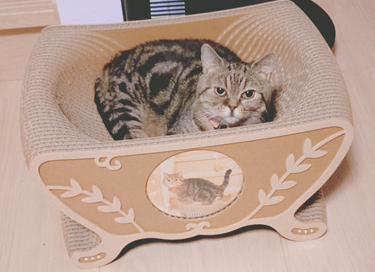 Ovettoで爪を研いだり、くつろいだり。マンチカン短足の美雨ちゃん