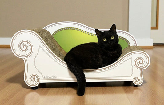 箱から出したらすぐ座るほどお気に入り。マンチカンのさくちゃん