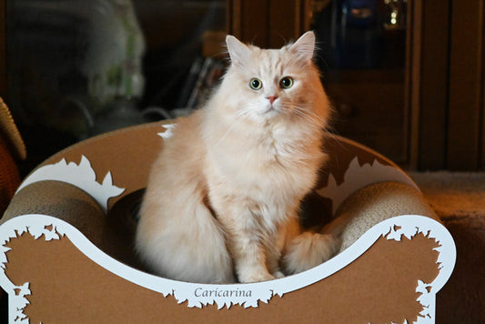 Adessoでゆっくりくつろぐ、サイベリアンのにゃーにゃちゃん