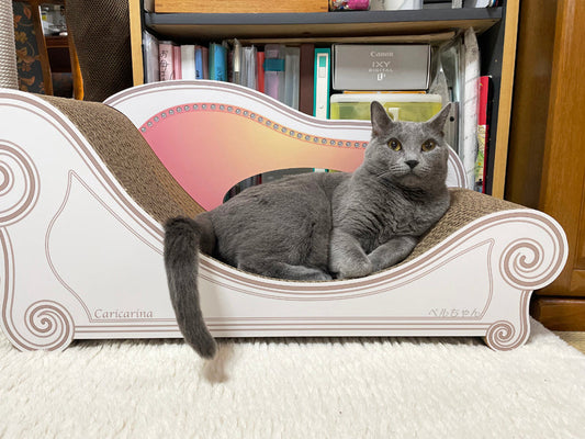 Basicで嬉しそうにくつろぐ、シャルトリューのベルちゃん