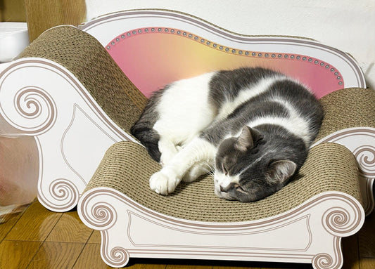 Basicスツールセットで寛ぐ毎日。スコティッシュストレートのそらちゃん