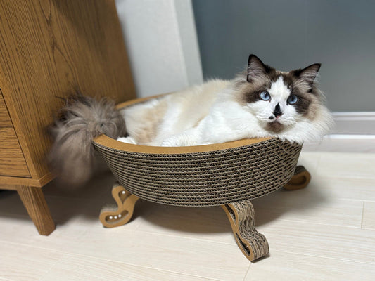 Paceで一日中丸まってぐっすり。ラグドールの獅子丸ちゃん