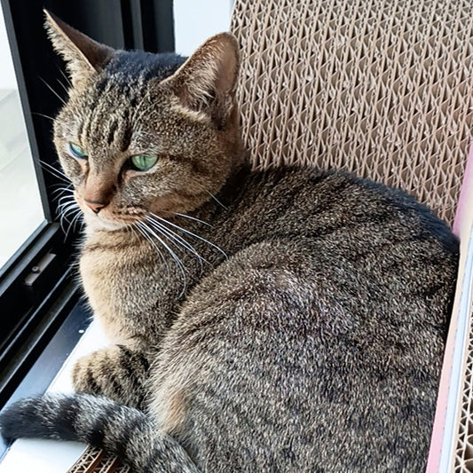 窓辺のカリカリーナでリラックス。外を眺める るかちゃん