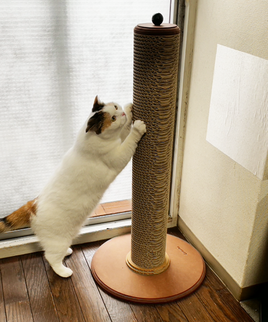 組み立て後すぐに研ぎはじめた、スコティッシュのよねちゃん