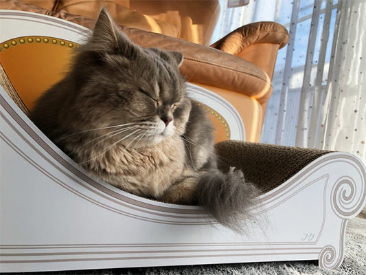 お家のソファーの色に合わせたカリカリーナ　サイベリアンのフクちゃん