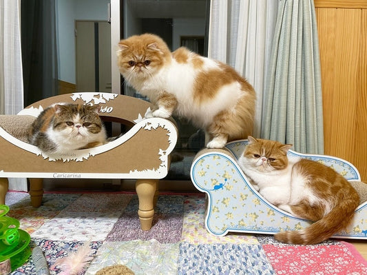 AdessoとFioreに集合！マルコ君、アンヘラちゃん、フランシスカちゃん