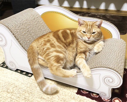 カリカリーナから家族の様子をストーキング（!?）アメショーのイチロー君