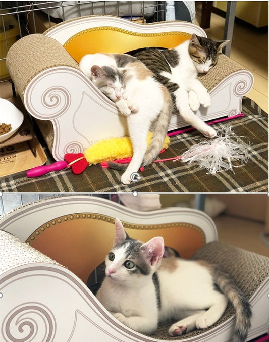 ソファーのフォルムに仲良くすっぽり?　くろみつ君　しらたまちゃん