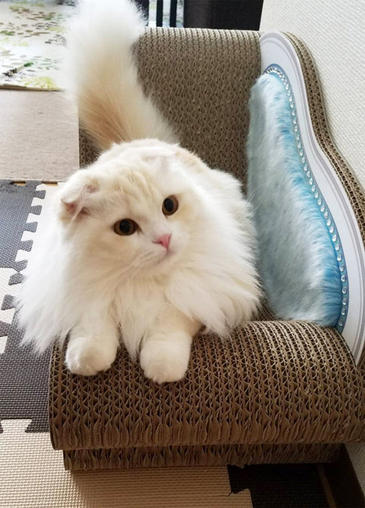とっても雅なスコティッシュフォールドのむい君 on Luceオーシャンブルー