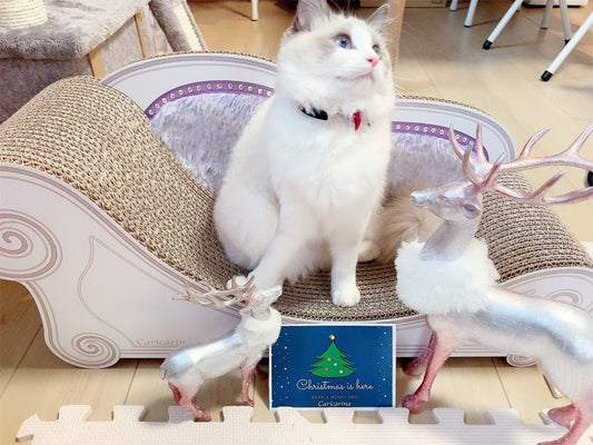 可愛さにうっとり? ラグドールのみるくちゃん on カリカリーナ Luce