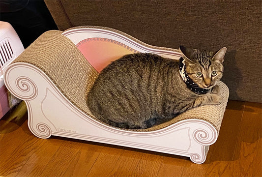 実家で暮らすキジトラのすずちゃん on Basic エンジェルピンク