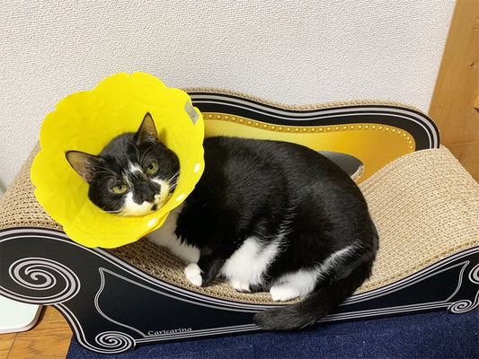 壁で爪とぎしなくなったピット君　on ハリウッドブラック グラングラン