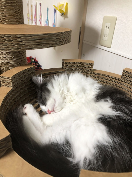 キンカローのれお君、キャットタワーで登ったりニャンモナイトしたり?