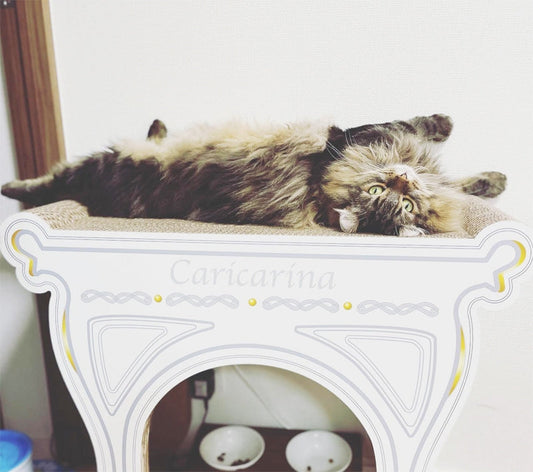 Altoグランデをのびのび独占！　アメリカンカールのめねぎ君