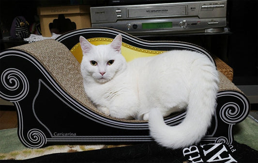 Basicでのんびり寛ぐマンチカンのれい君