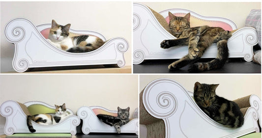 追加購入のBasic   アッシュ君　ラテちゃん　ノエル君　ルチアちゃん