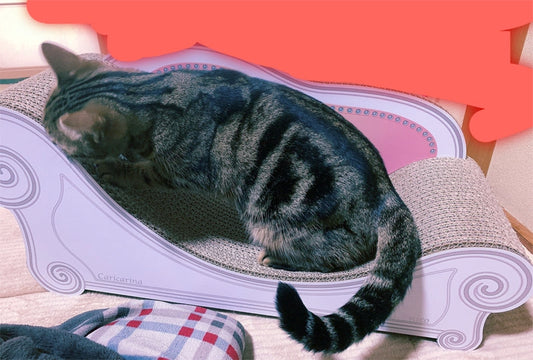 1歳の誕生日に名前入りのソファー♪　アメリカンショートヘアのニコちゃん