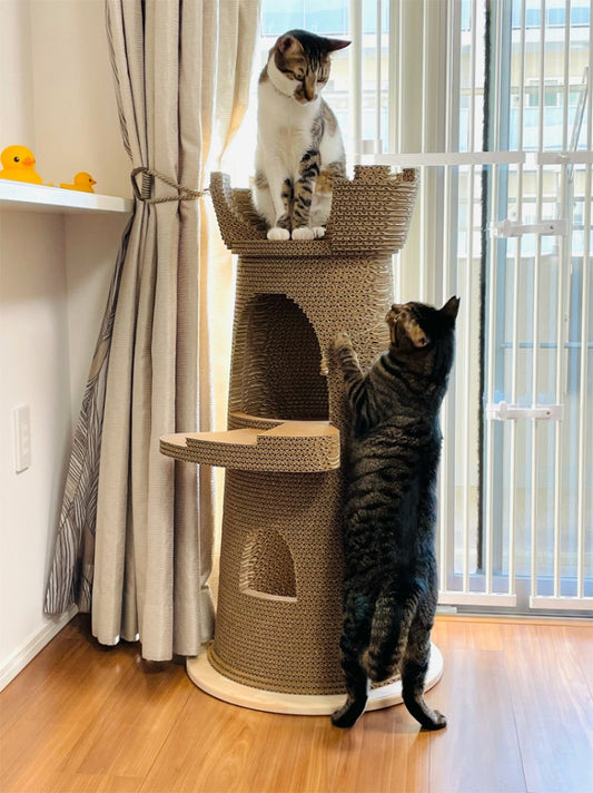 Castello グランデで思いっきり遊んでくれている てつ君＆アントニオ君