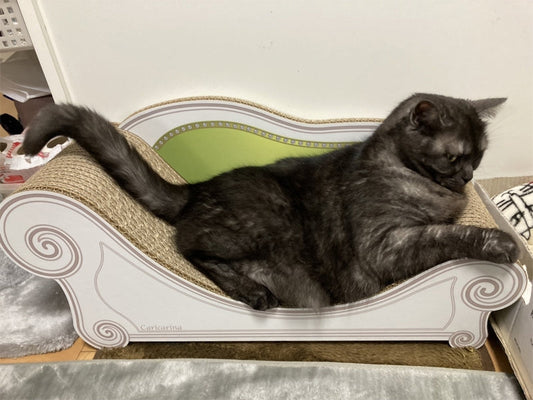 4年間愛用していたソファを新調したチヂミちゃん