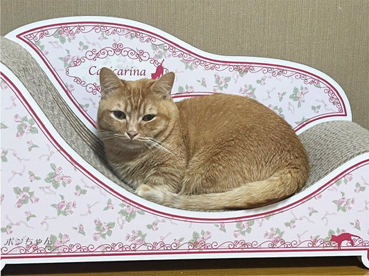 数日たったら寝るように。マンチカンのポンちゃん