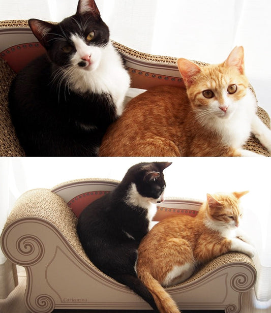 Basicですぐに爪とぎ、リラックス♪　タチコマちゃん＆ウチコマちゃん