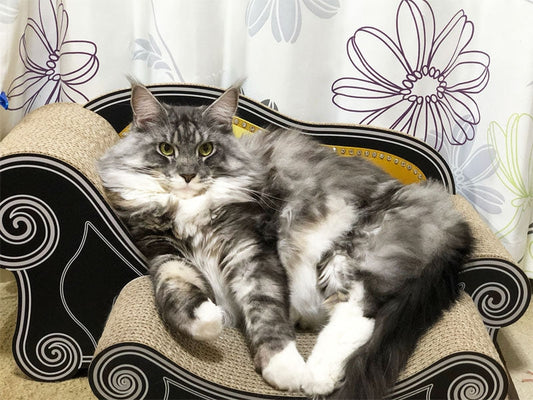 最初は恐る恐る、今は大好きな寛ぎの場所に。メインクーンのルーク君