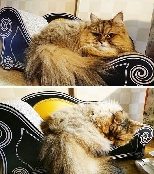 箱から出したらすぐに乗ってくつろいだ、チンチラゴールデンのマロン君