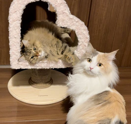 Valentinoで毎日寝ている、ゆきちゃん＆ベルちゃん