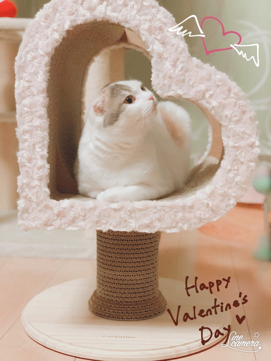 Valentinoで毎日遊んだり、寛いだり。スコティッシュフォールドの紬ちゃん