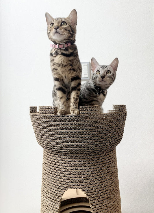 Castelloの見張り台がお似合いのノワールくん、ミエルちゃん