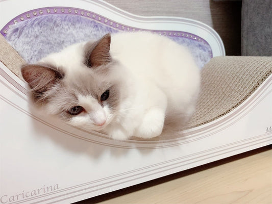 LUCEの上で毎日スヤスヤ…ラグドールのみるくちゃん