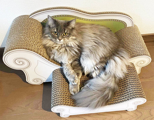 Basic＋スツールでいつもくつろいでいる、マンチカンのぱーるちゃん