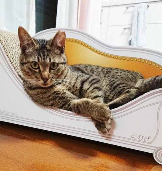 Basicでくつろぐキジトラのこむぎ君