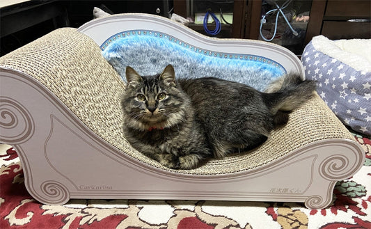 暇があればカリカリ♪　LUCEがお気に入りの花次郎くん