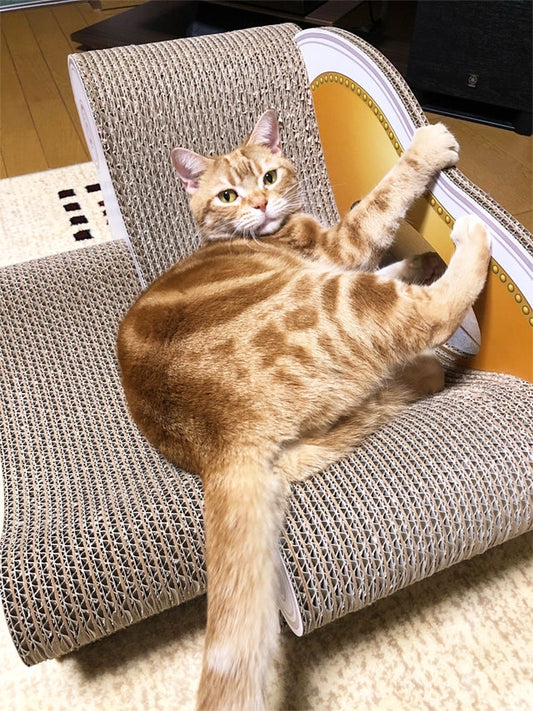 Basic＋スツールが大のお気に入り！アメリカンショートヘアのイチロー君