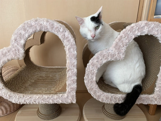 Valentinoを占領しちゃうほどお気に入りの政宗君