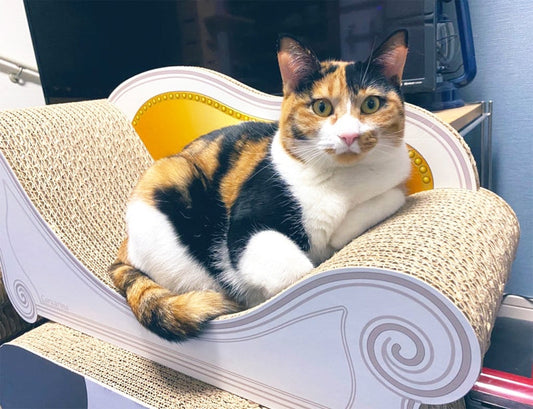 Basicスツールセットに満足♪　ダンボール爪研ぎ専門のつぶらちゃん