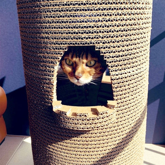 Castelloの下の段がお気に入り♪　ベンガルのジーンちゃん