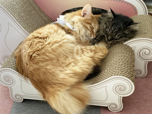 保護猫カフェでもカリカリーナを愛用♪　すぐに寛いだポアロ君とつつじちゃん