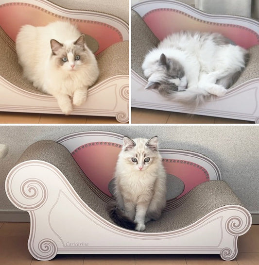 Basicで爪とぎが毎日のルーティン♪　モカちゃん、リリーちゃん、レイ君