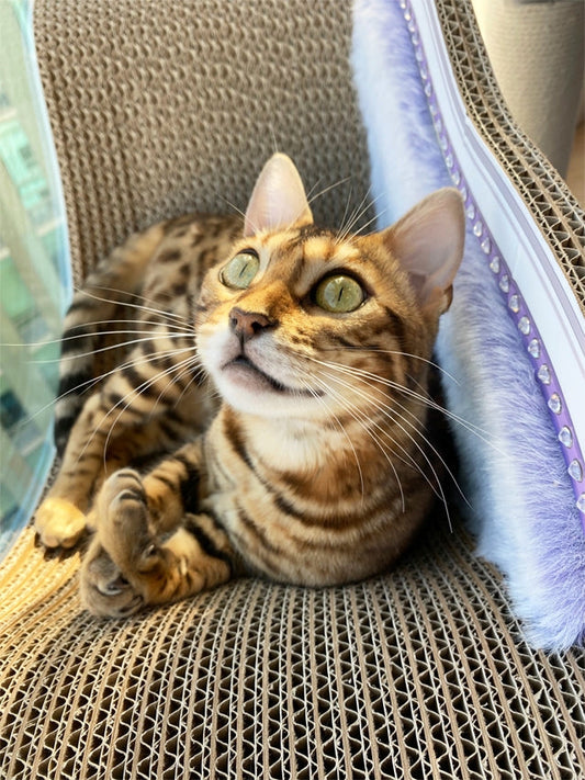 窓辺に置いたLuceで日向ぼっこしたり、外を眺めたり…ベンガルのハピちゃん