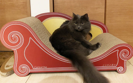 2匹で取り合いになるほどお気に入り♪　Basicでくつろぐシエルちゃん