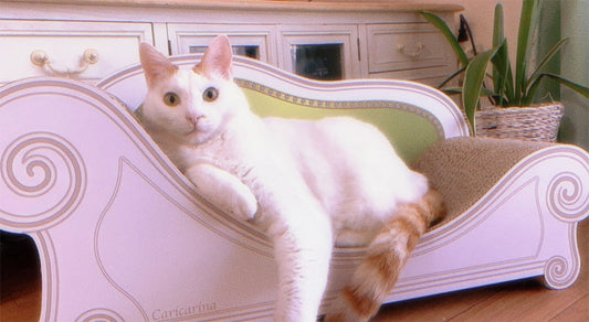 毎朝必ずガリガリ。Basicがお気に入りの千（せん）君