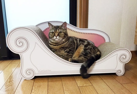 Basicグランデでゆったりくつろぐ、ミヌエットのつむぎちゃん